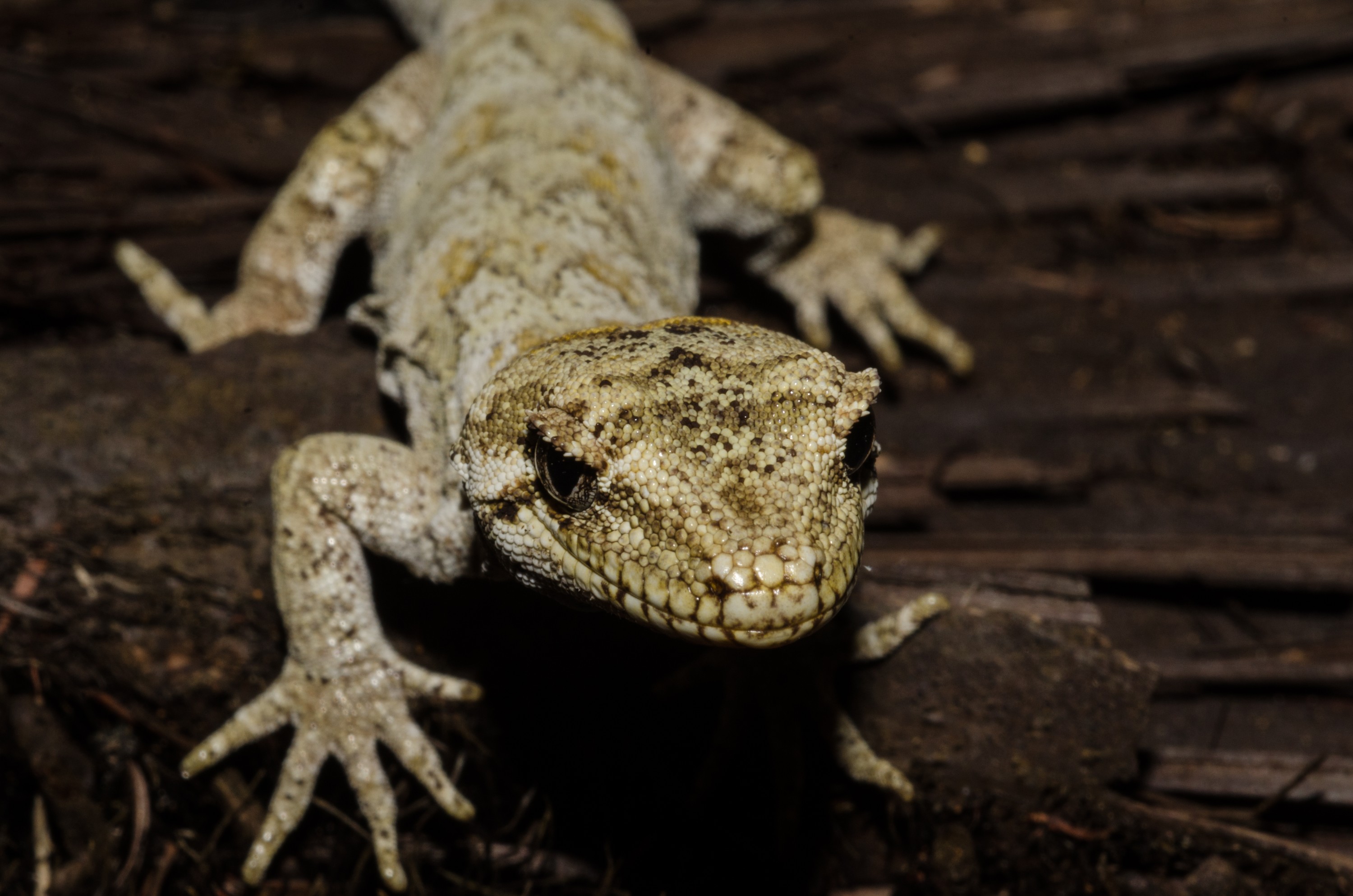 DSC_3045 – Forest, gecko, Hoplodactylus, granulatus, lizard, Crispin, reptiles, amphibians, rare, cold, blood, new, new zealand, zealand, nz